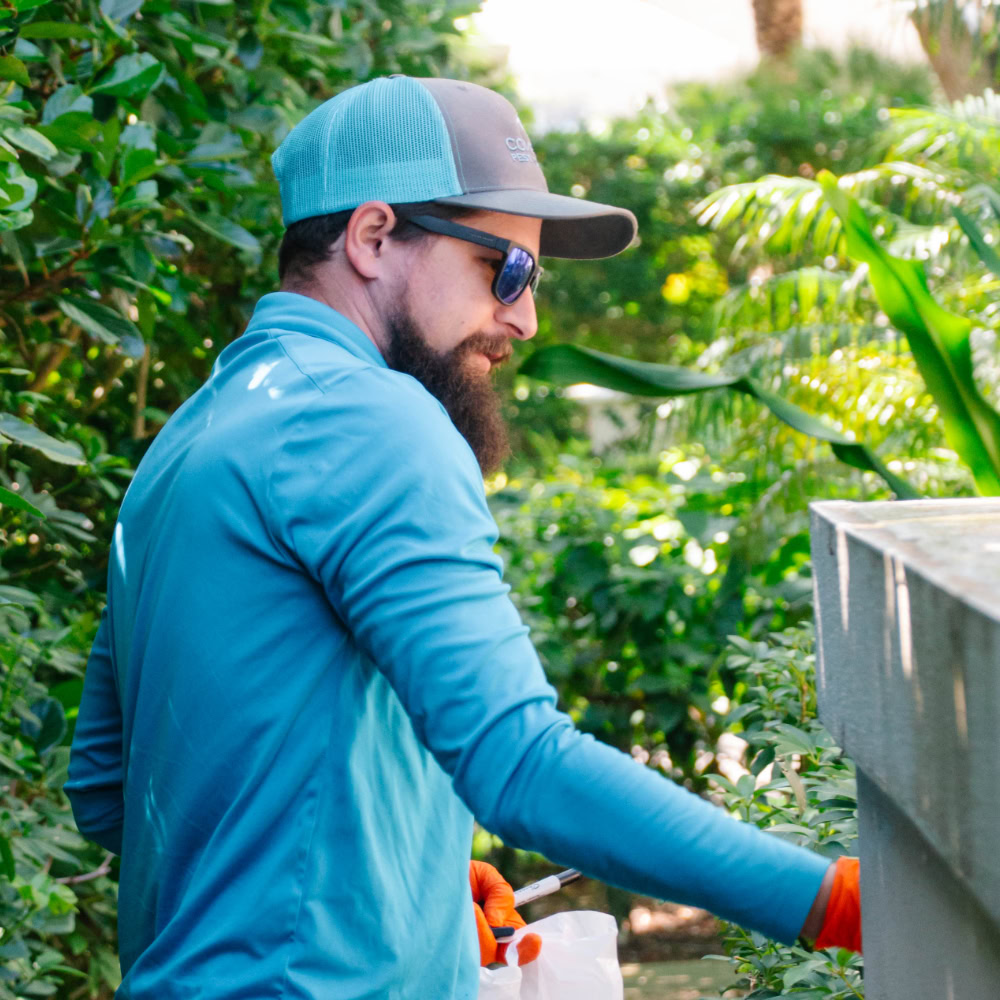 Termite inspection